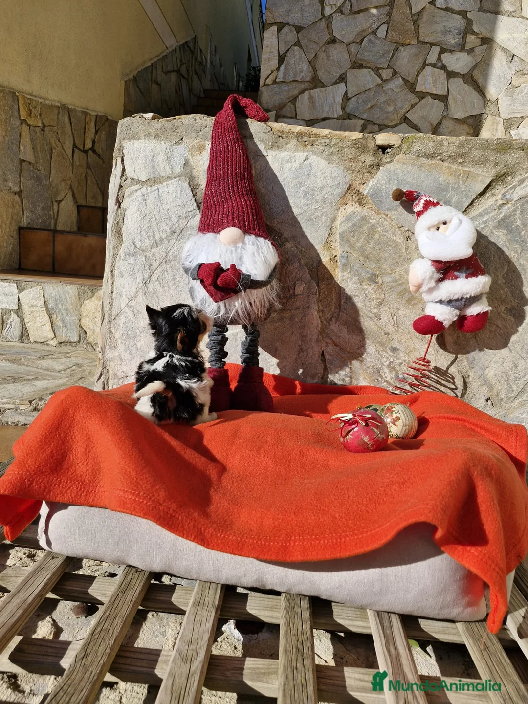 Biewer Yorkshire Terrier a la Pom Pon perros en venta: Biewers en Barcelona - Anuncio 5