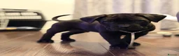 Cane Corso perros en venta: CANE CORSO - Anuncio 3
