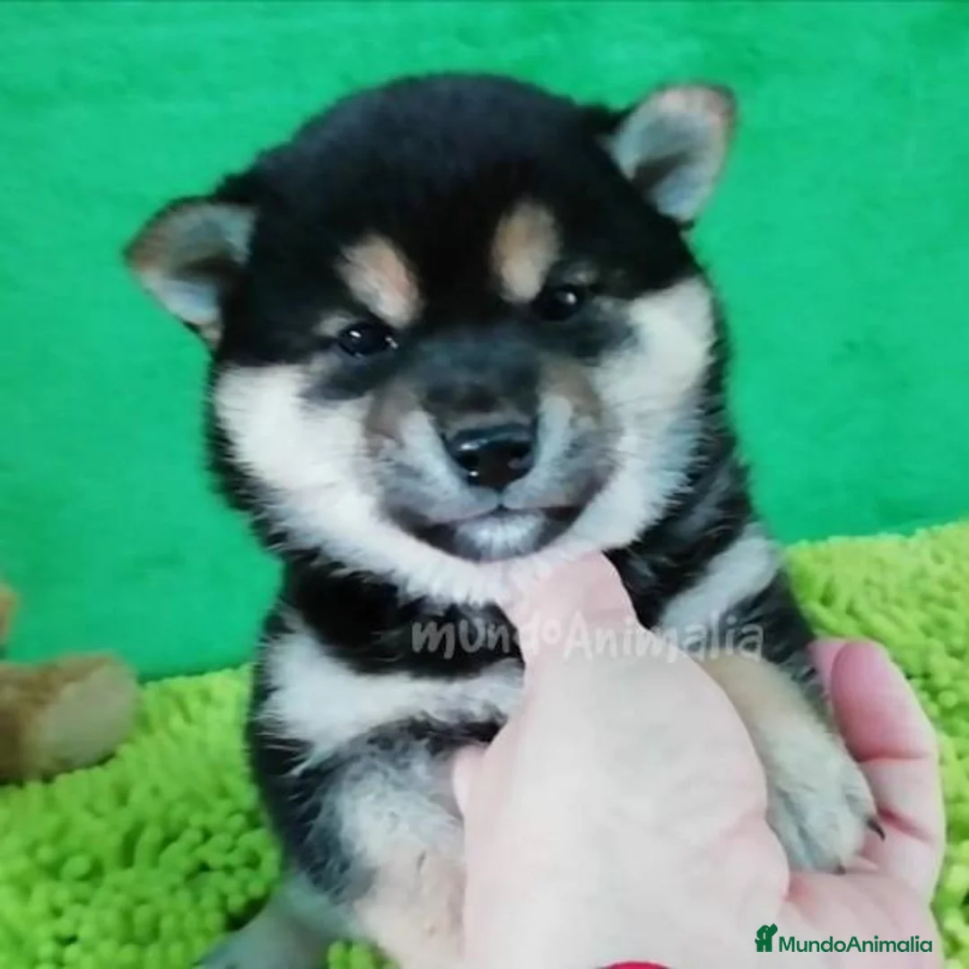 Imagen de galería {{count}}