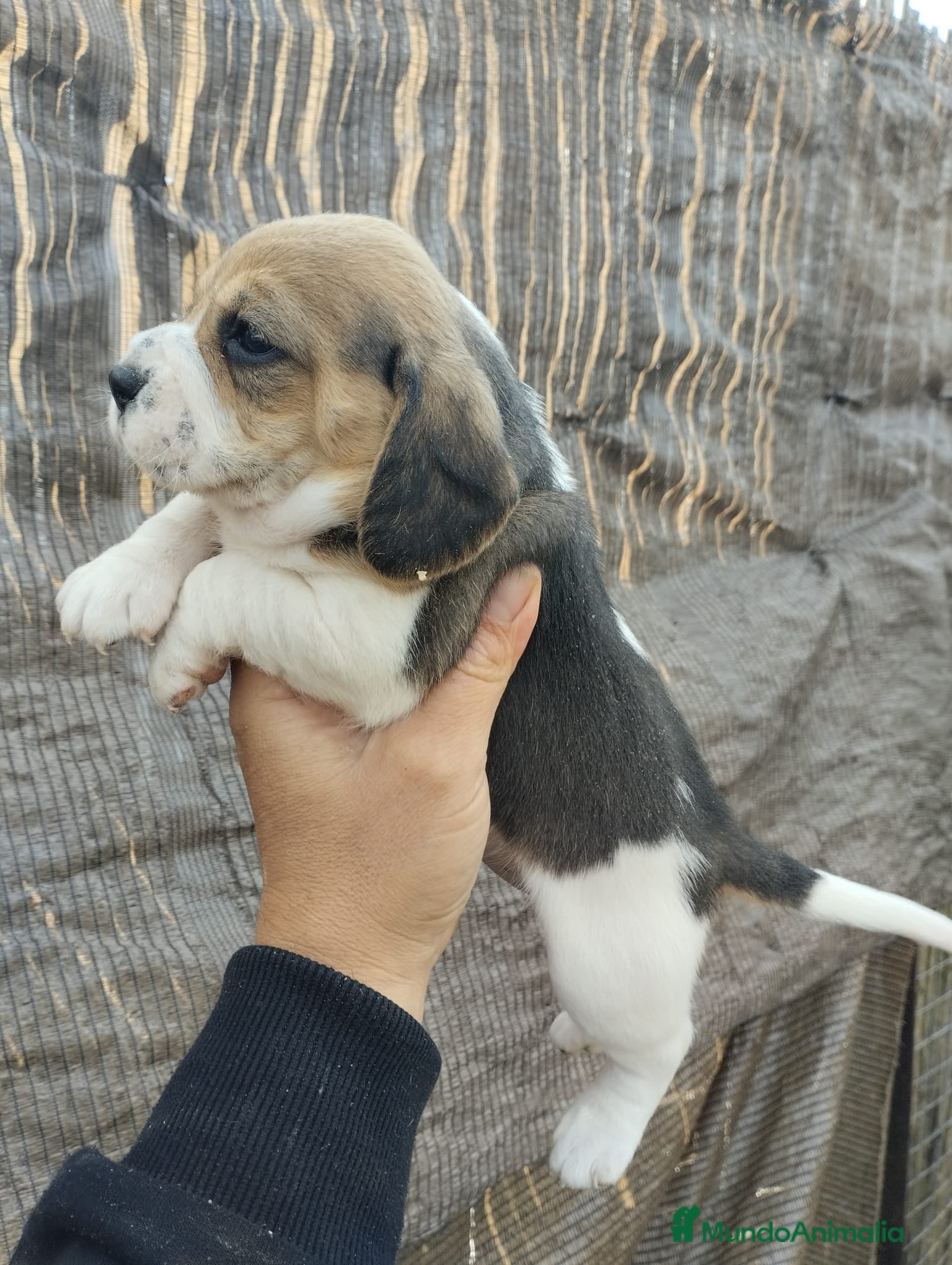 Beagle perros Beagle talla pequeña  - Anuncio 1