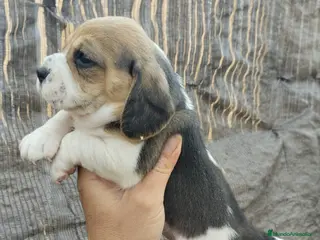 Beagle perros Beagle talla pequeña - Anuncio 1