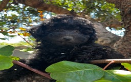 Caniche Toy perros en venta: Caniches toy  - Imagen 8