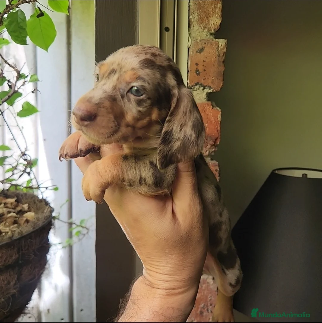 Teckel Miniatura perros en venta: TECKEL MINI (TODA ESPAÑA)  - Anuncio 2