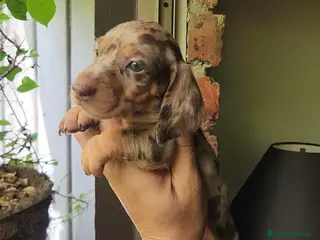 Teckel Miniatura perros TECKEL MINI (TODA ESPAÑA) - Anuncio 14