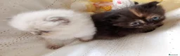 Exótico de Pelo Largo gatos en venta: Gatitos persa himalayo  - Anuncio 3