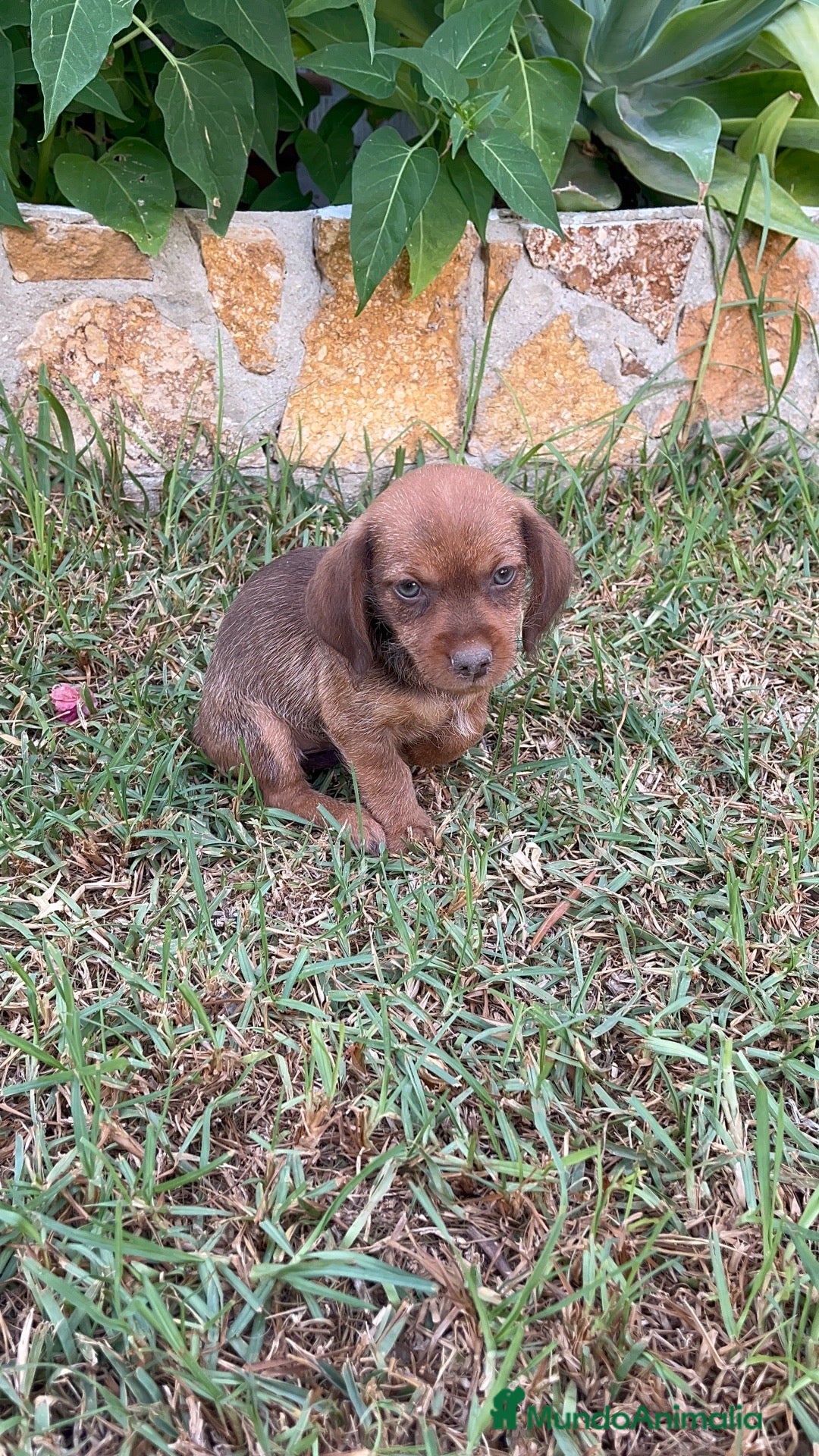 Raza Mixta perros Cachorros de teckel x mini pincher - Anuncio 1