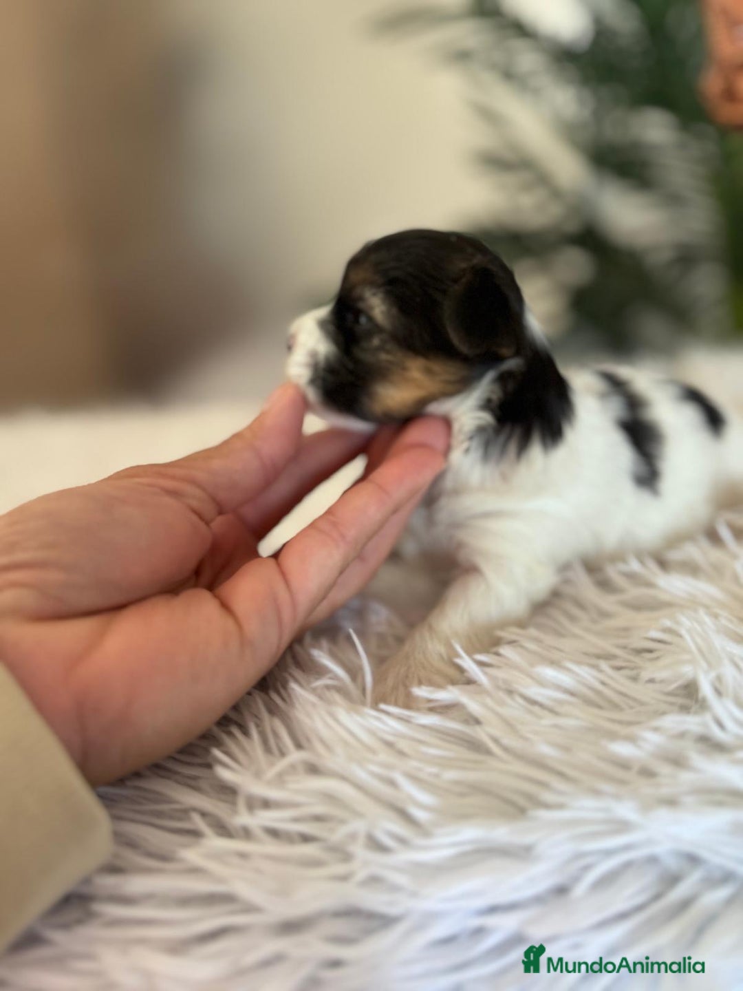 Yorkshire Terrier perros en venta: YORKSHIRE BIEWER - Anuncio 9