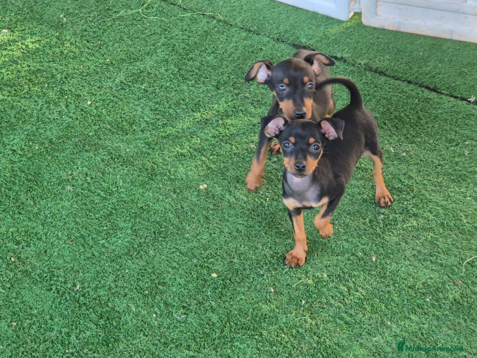 Pinscher Miniatura perros Mini pinscher preciosos - Anuncio 1