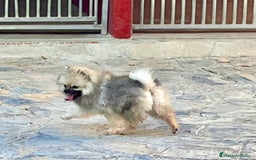 Raza Mixta perros en venta: Cachorros en Caraby Benidorm  - Imagen 8