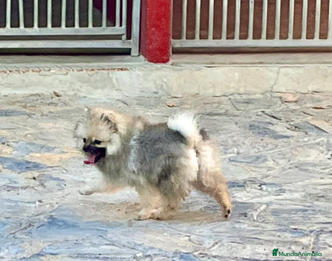 Raza Mixta perros en venta: Cachorros en Caraby Benidorm  - Imagen 8
