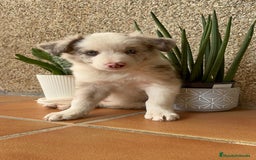 Border Collie perros en venta: BORDER COLLIE MERLE MACHO - Imagen 17