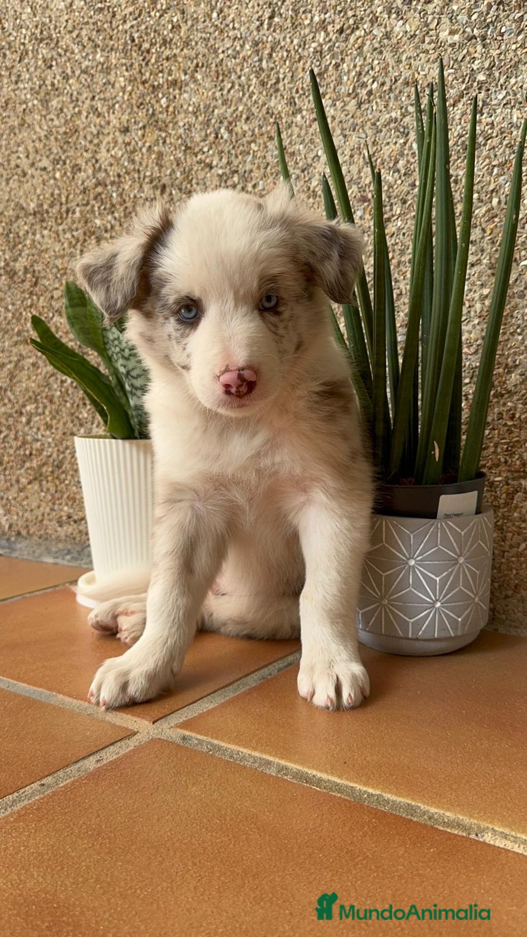 Border Collie perros en venta: BORDER COLLIE MERLE MACHO - Imagen 17