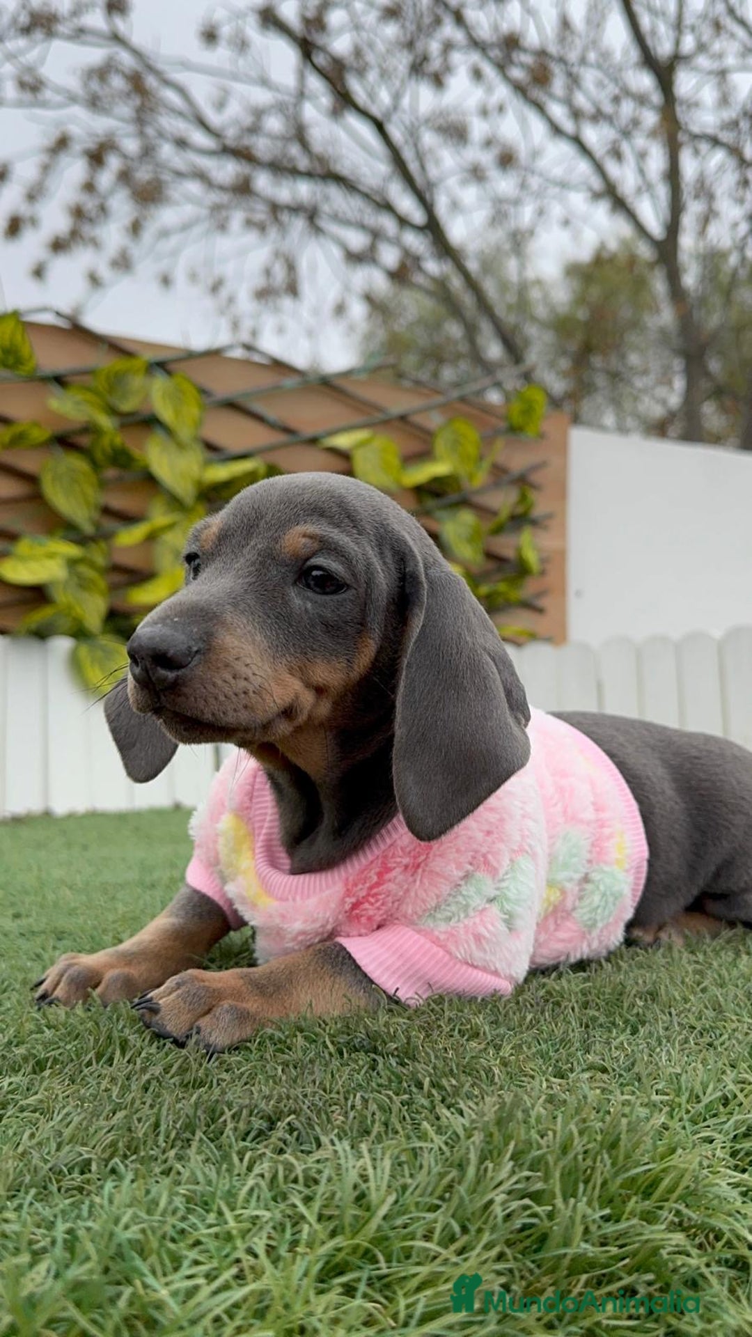 Teckel Miniatura perros en venta: TECKEL HEMBRA MINIATURA - Anuncio 6