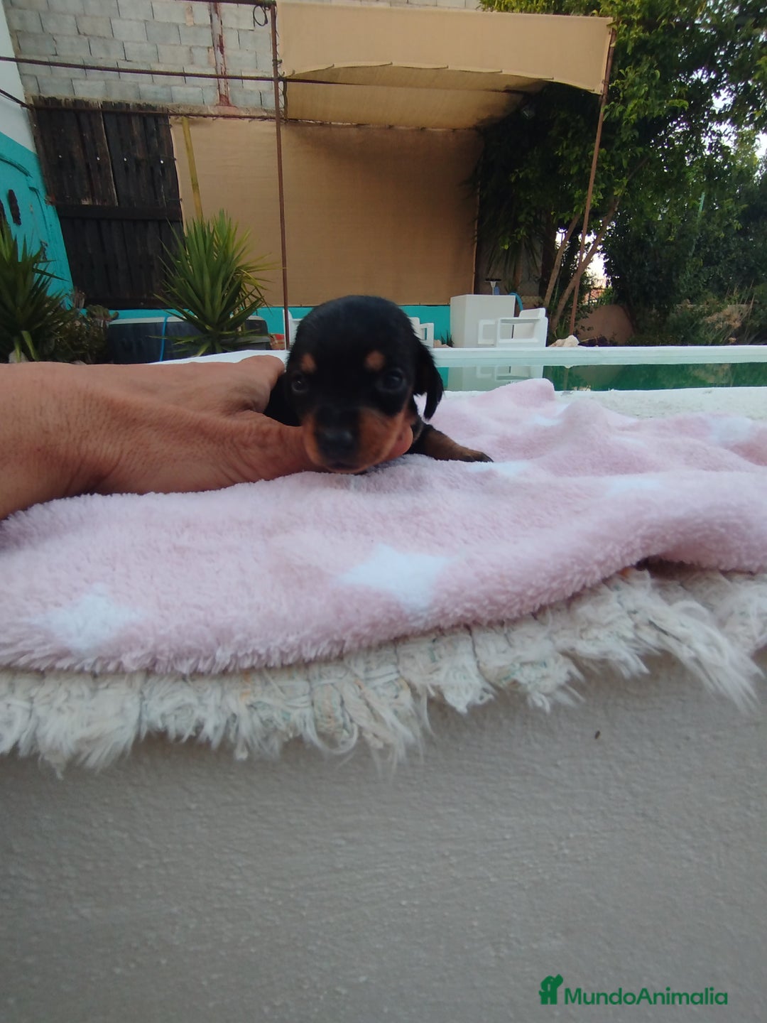 Teckel Miniatura perros en venta: Teckel mini  - Imagen 5