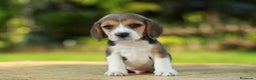 Beagle perros en venta: BEAGLE CORDOBA  en Ciudad Real - Anuncio 4
