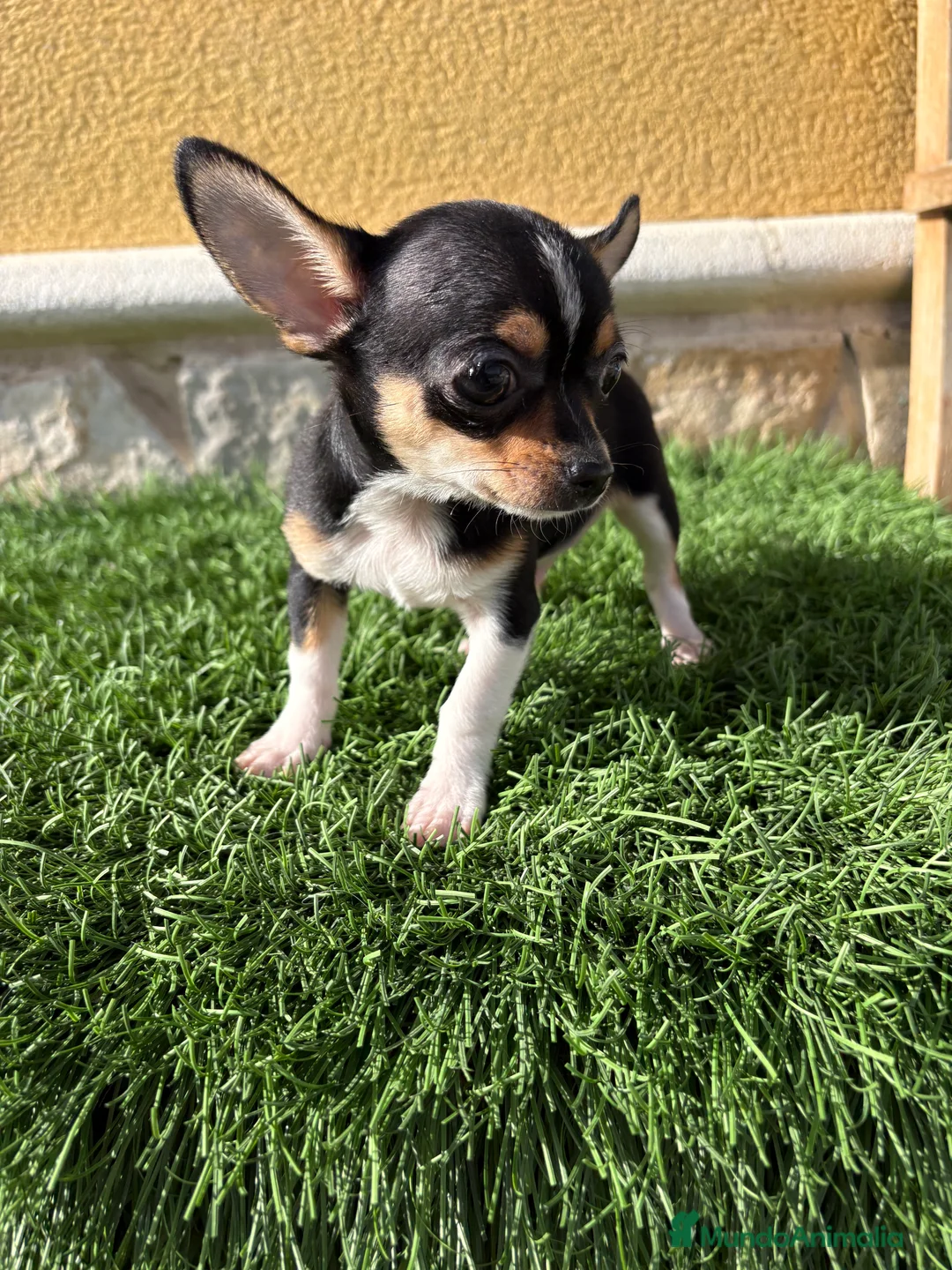Chihuahua perros en venta: Chihuahua Toy tricolor macho - Anuncio 10