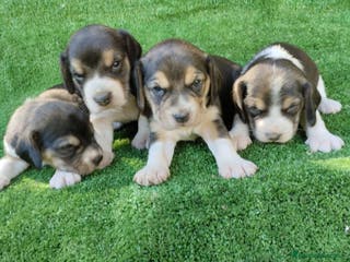 Beagle perros Beagle Hembra y Macho - Anuncio 5