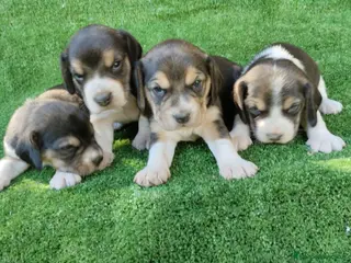 Beagle perros Beagle Hembra y Macho - Anuncio 7
