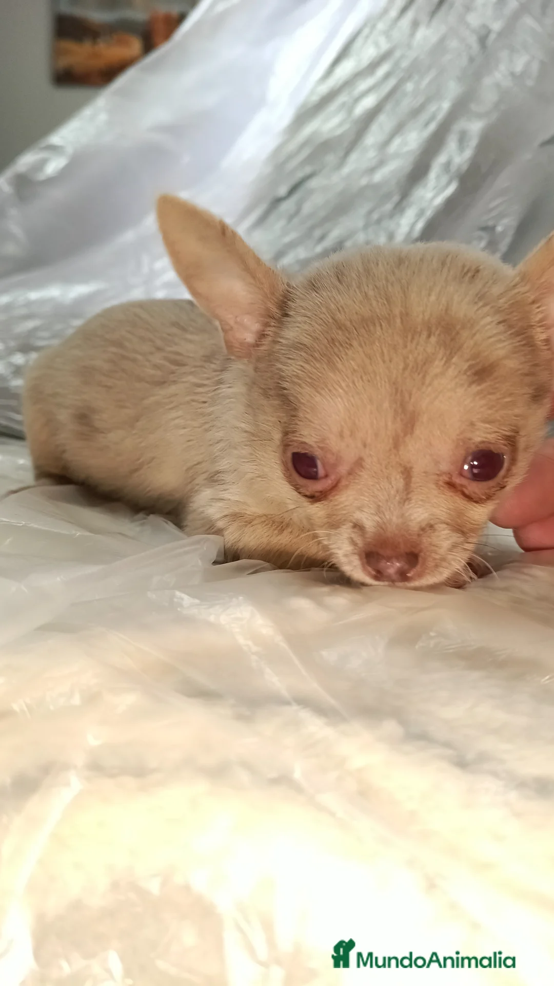 Chihuahua perros en venta: Macho chihuahua micro Toy  - Anuncio 2