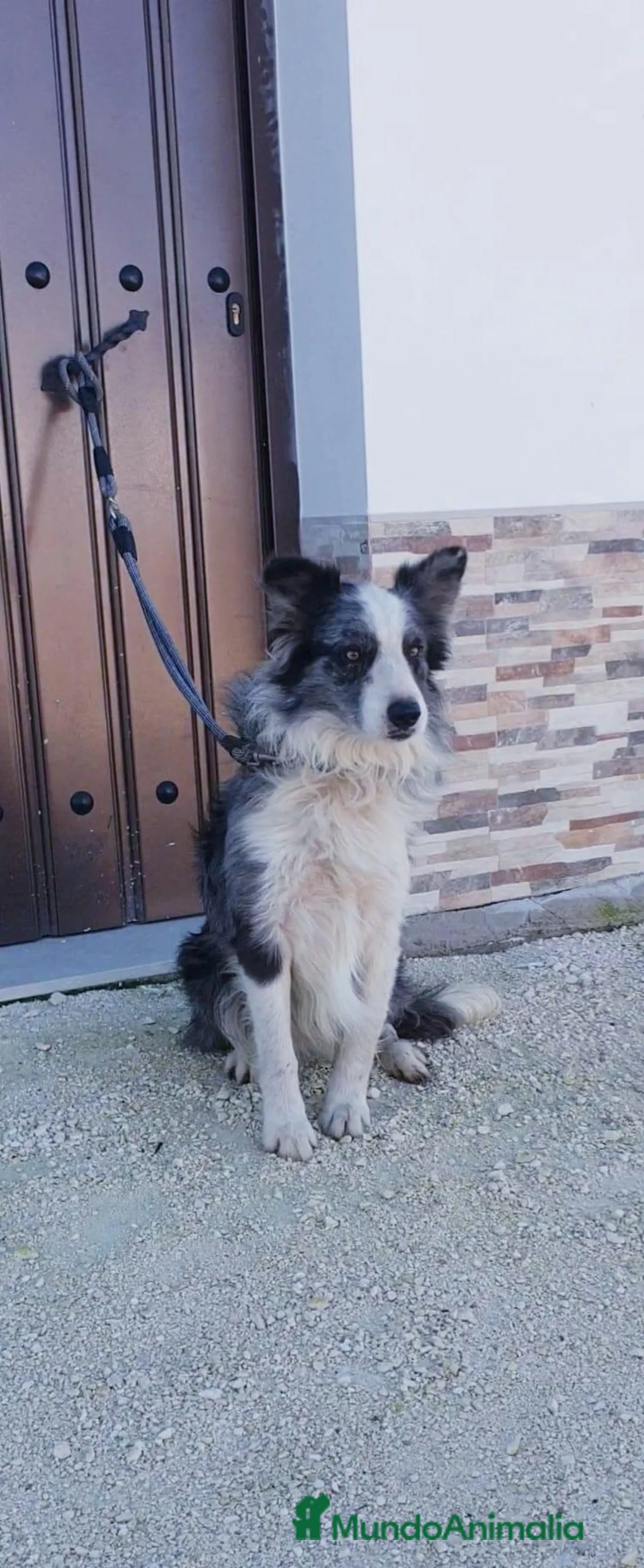 Border Collie perros en venta: Border Collie  - Anuncio 3