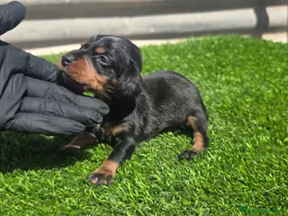 Teckel Miniatura perros Teckel arlequín blue - Anuncio 19