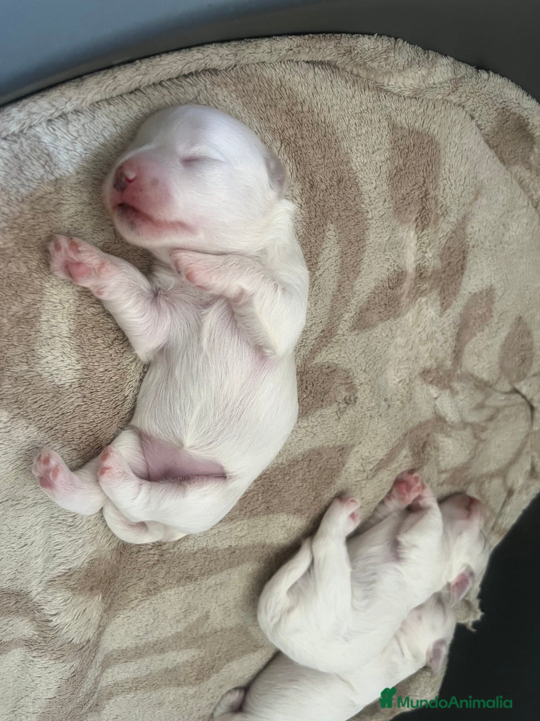 Bichón Maltés perros en venta: preciosos Bichon Maltés - Imagen 6