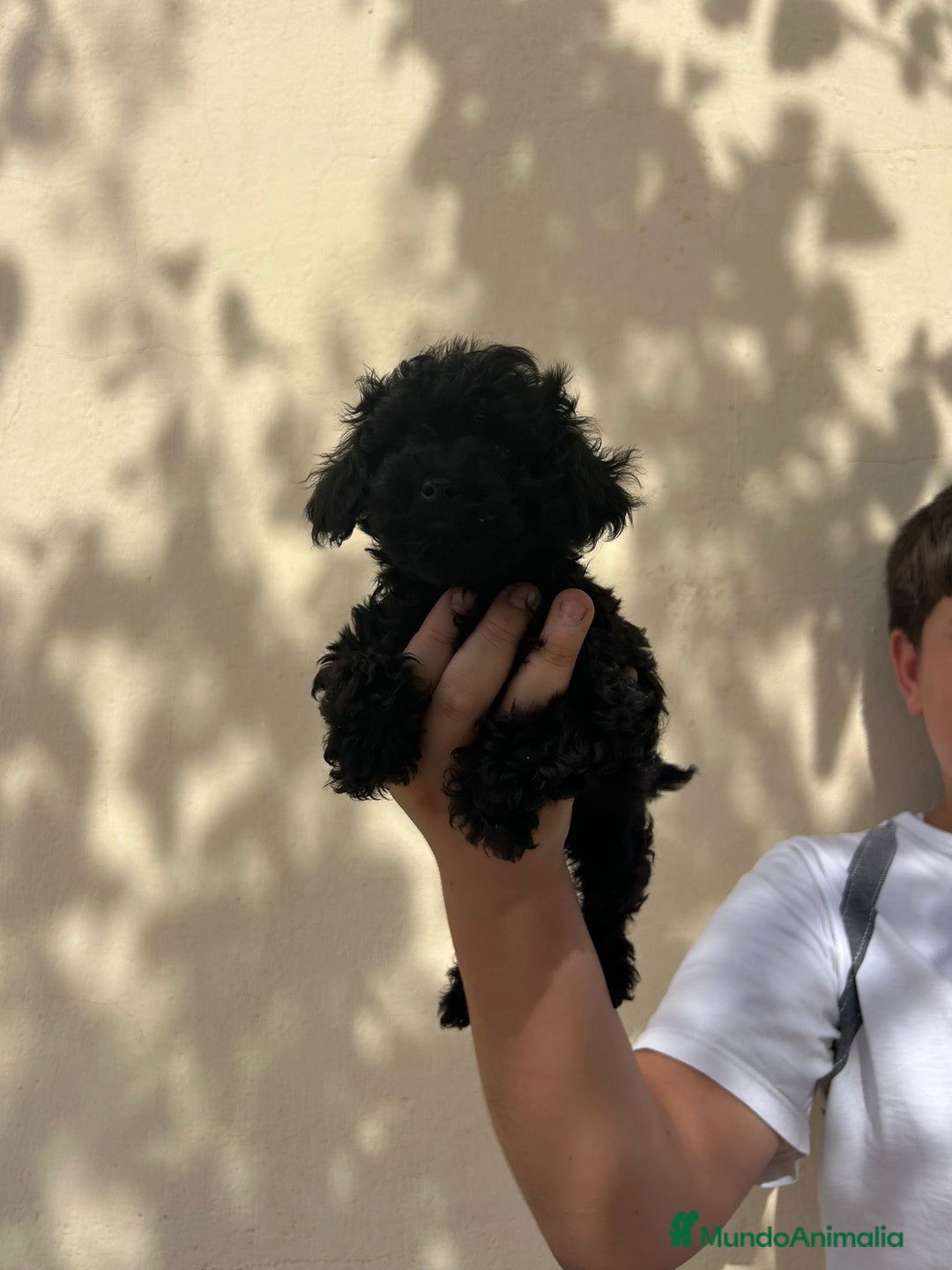 Caniche Toy perros en venta: Caniche toy - Imagen 1