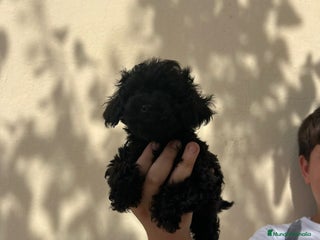 Caniche Toy perros - Anuncio 16