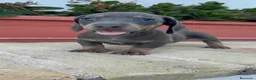 Teckel Miniatura perros en venta: TECKEL MINIATURA – UNA PEQUEÑA MUY ESPECIAL  - Anuncio 3