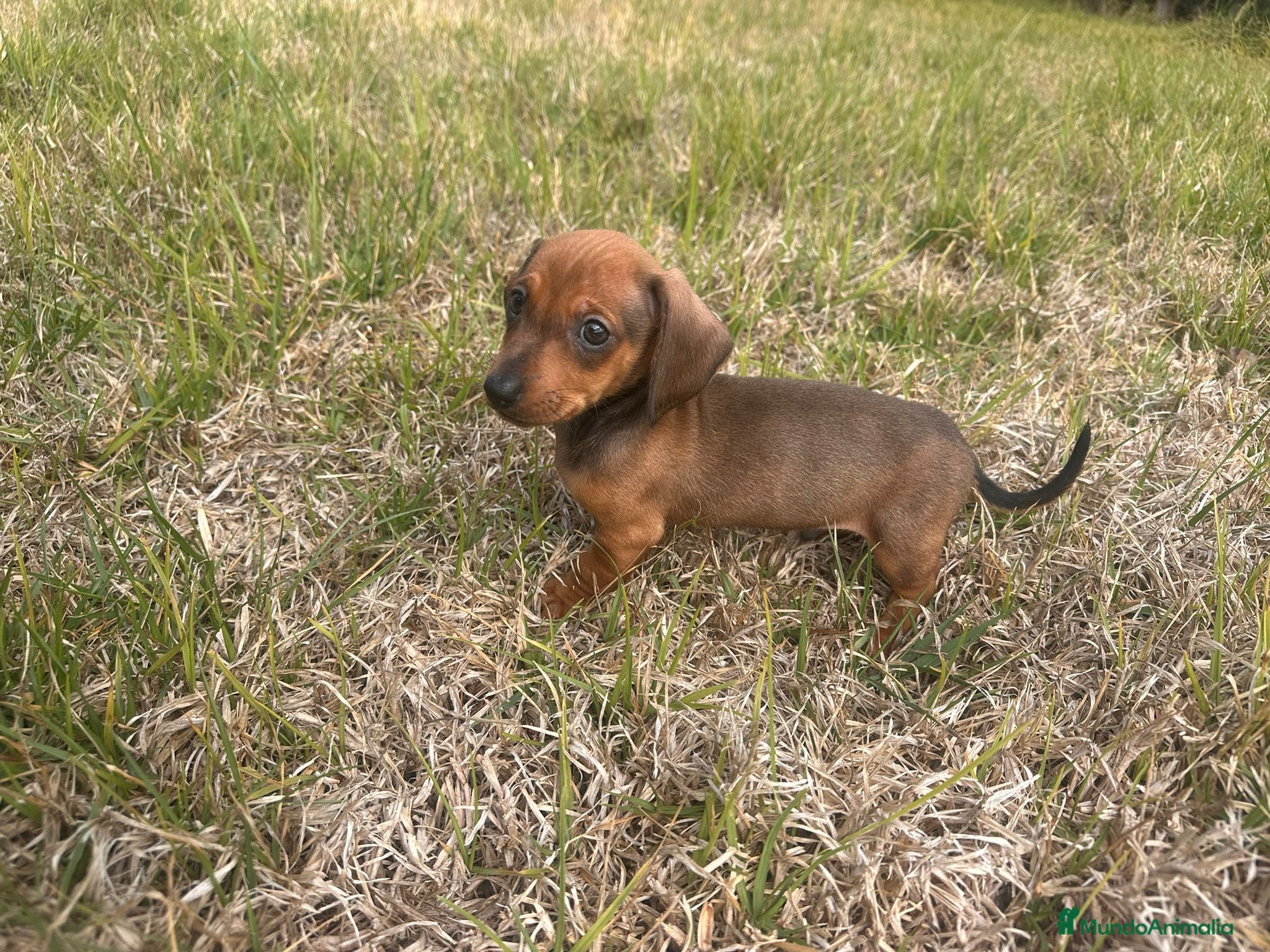 Teckel Miniatura perros Teckel Miniatura Precioso  - Anuncio 15