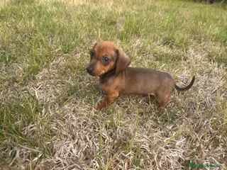 Teckel Miniatura perros Teckel Miniatura Precioso - Anuncio 15