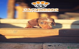 Teckel perros en venta: Teckel Arlequin chocolate - Imagen 5