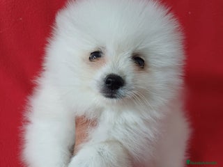 Pomerania perros Pomerania Mini - Anuncio 22
