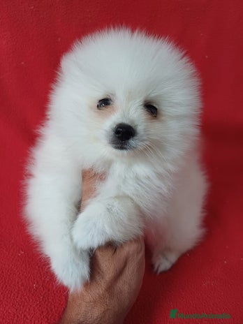 Pomerania perros Pomerania Mini - Anuncio 10