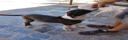 Raza Mixta perros en venta: Digo argentino - Anuncio 3