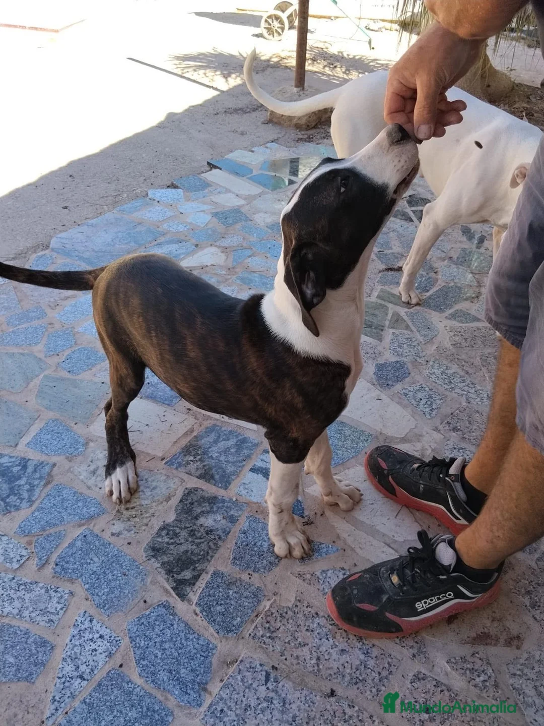 Raza Mixta perros en venta: Digo argentino - Anuncio 3