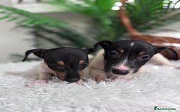 Ratonero Bodeguero Andaluz perros en venta: BODEGUERO MACHOS - Imagen 8