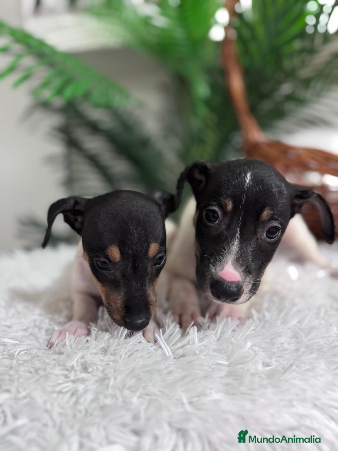 Ratonero Bodeguero Andaluz perros en venta: BODEGUERO MACHOS - Imagen 8