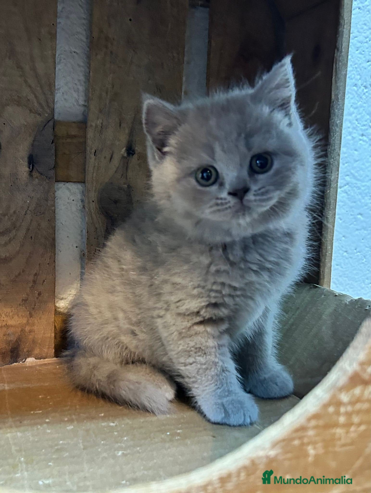 Británico de Pelo Corto Azul gatos Macho de british blue - Anuncio 10
