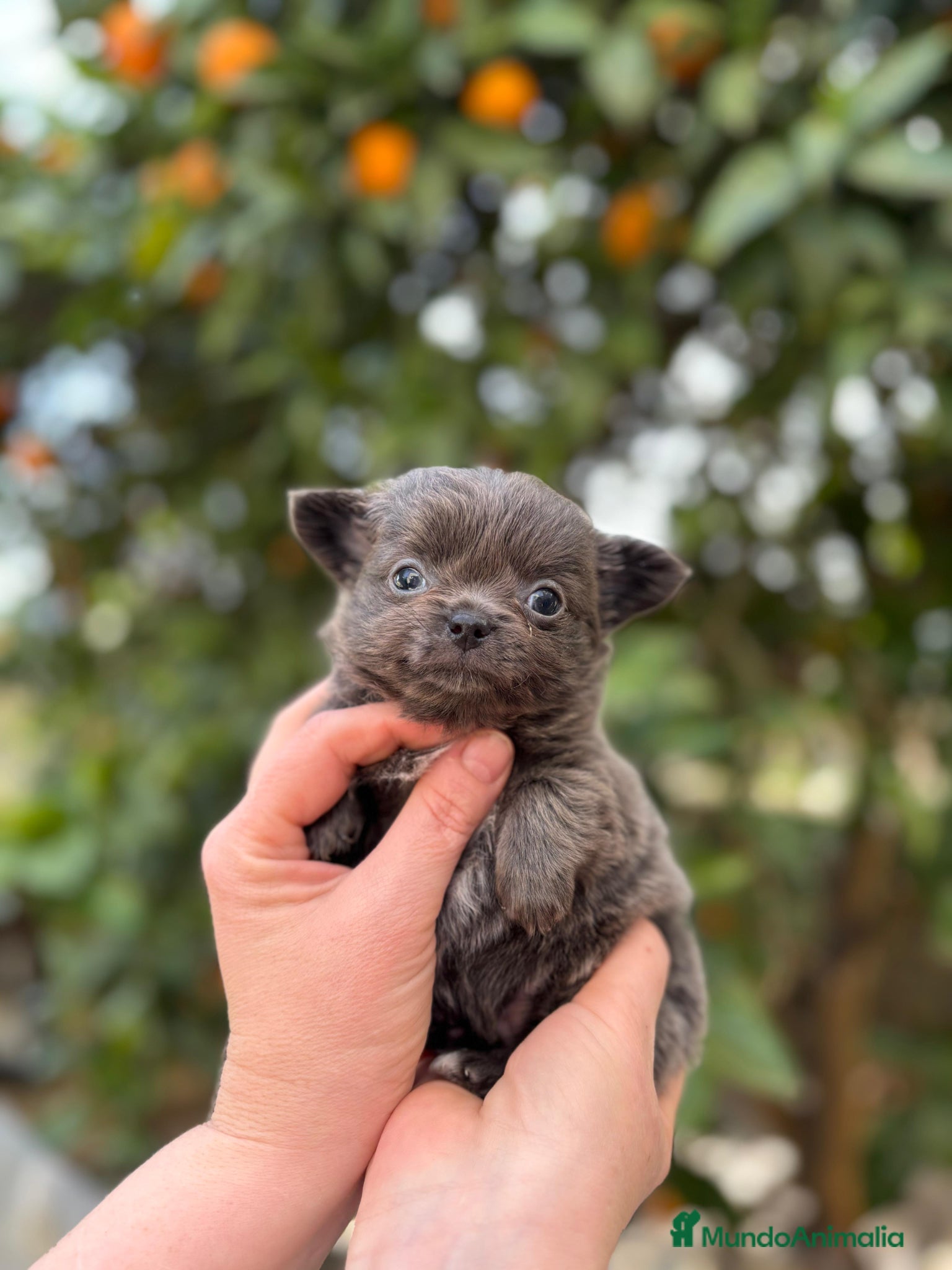 Chihuahua perros Hembra pelo largo  - Anuncio 1