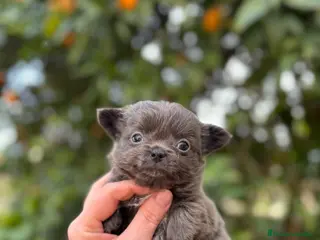 Chihuahua perros Hembra pelo largo - Anuncio 1