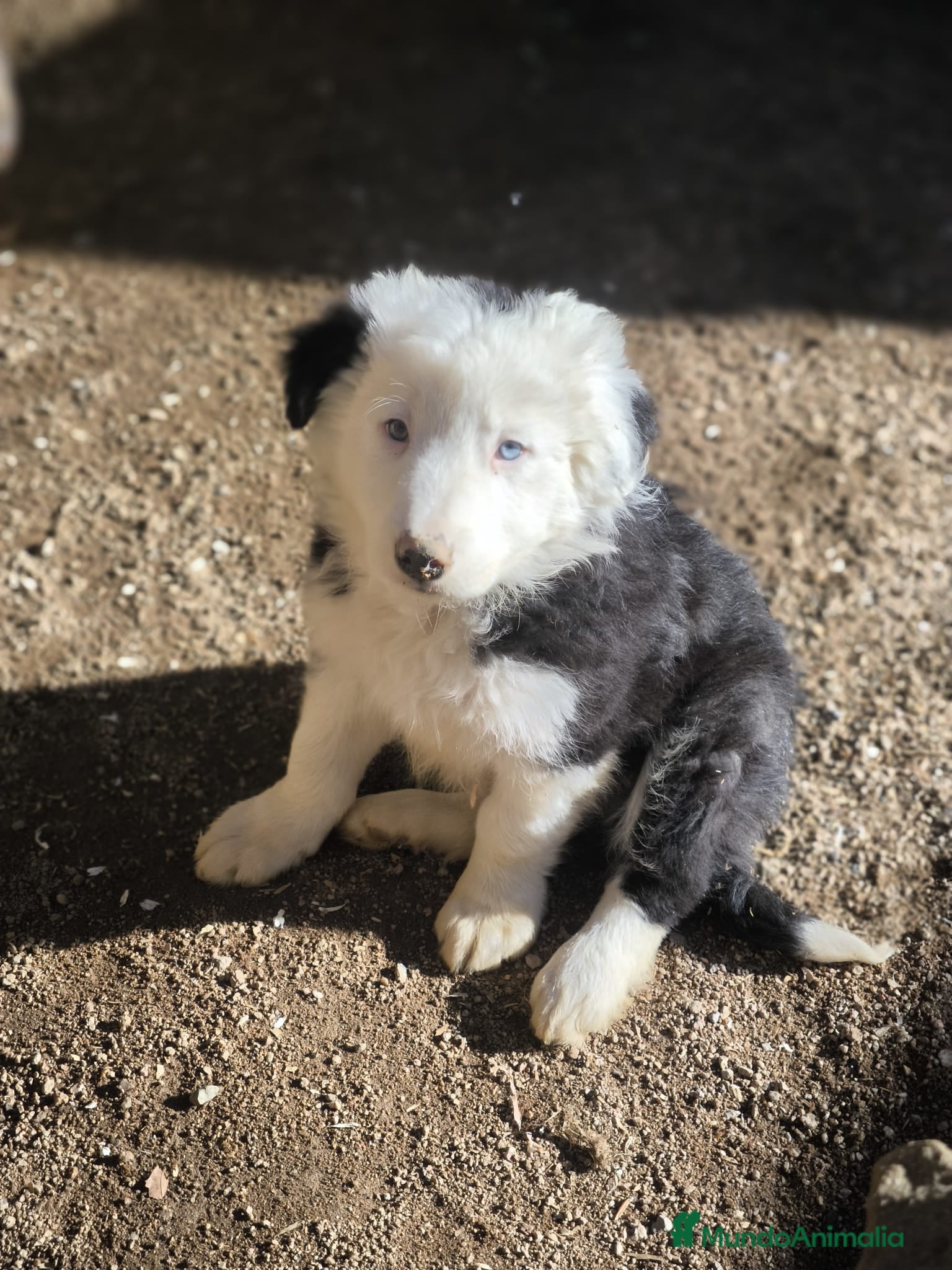 Border Collie perros Cachorros border collie ojos azules! - Anuncio 21