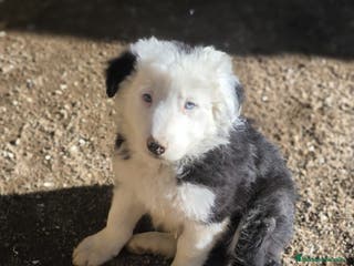 Border Collie perros Cachorros border collie ojos azules! - Anuncio 21