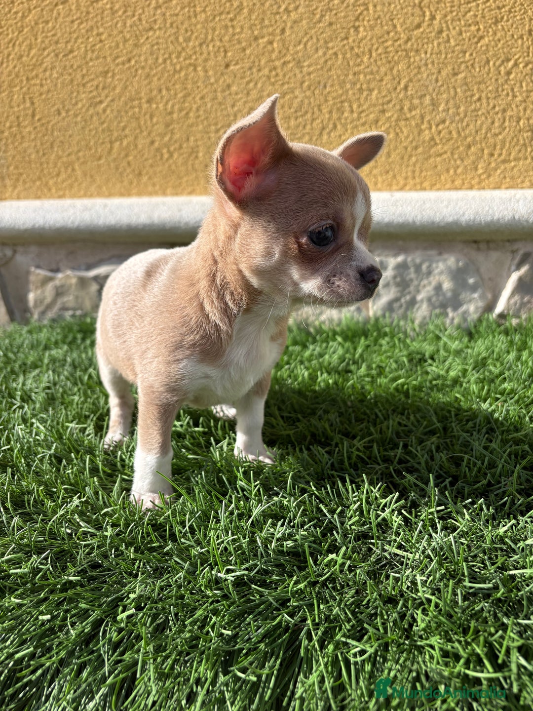 Chihuahua perros en venta: Chihuahua macho marrón blue ojos azules - Anuncio 4