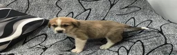 Mastín Español perros en venta: Mastín macho - Anuncio 1