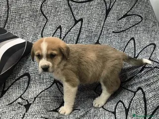 Mastín Español perros Mastín macho - Anuncio 4