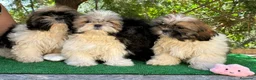 Shih Tzu perros en venta: Shih tzu - Anuncio 3