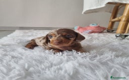 Teckel Miniatura perros en venta: TECKEL KANINCHEN ARLEQUIN  - Imagen 2