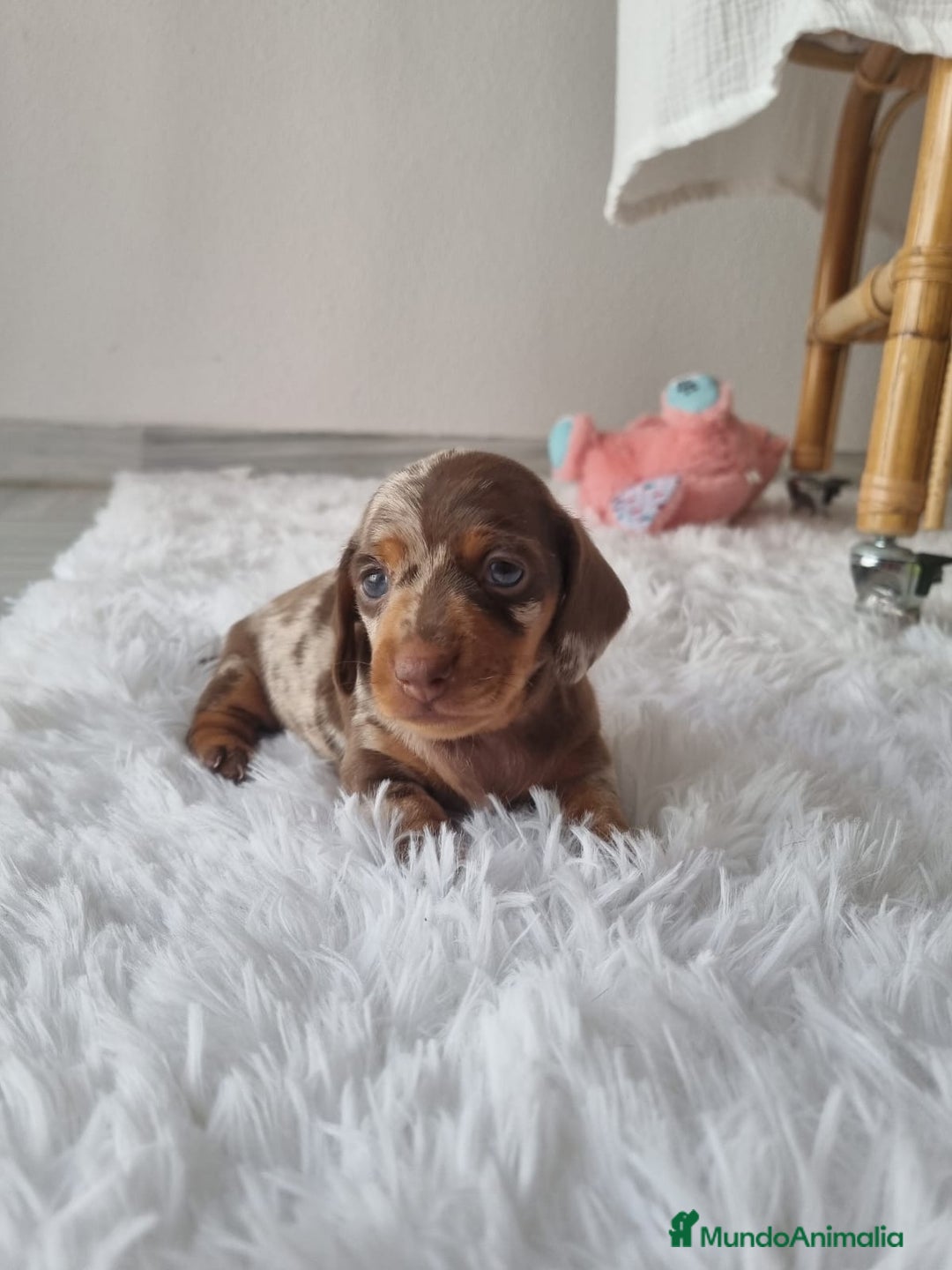 Teckel Miniatura perros en venta: TECKEL KANINCHEN ARLEQUIN  - Imagen 2