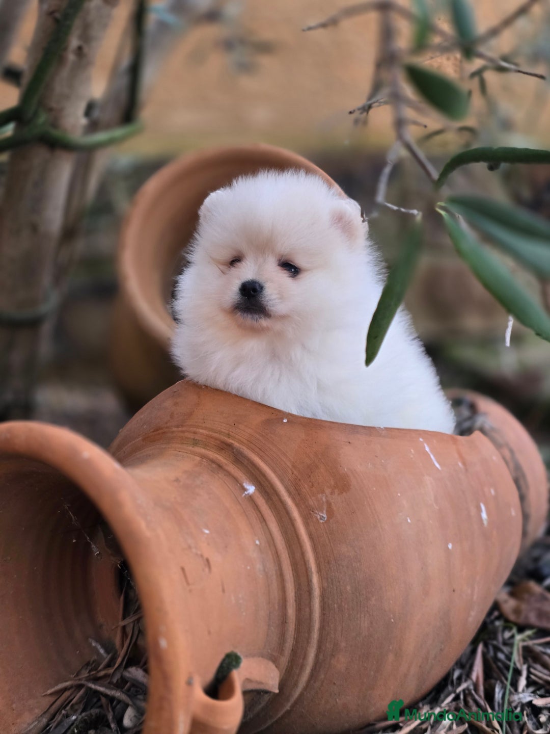 Pomerania perros en venta: EJEMPLARES DE POMERANIA  - Anuncio 6